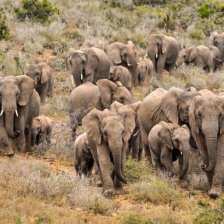 Kwandwe Private Game Reserve - Great Fish River Lodge غراهامستاون المظهر الخارجي الصورة