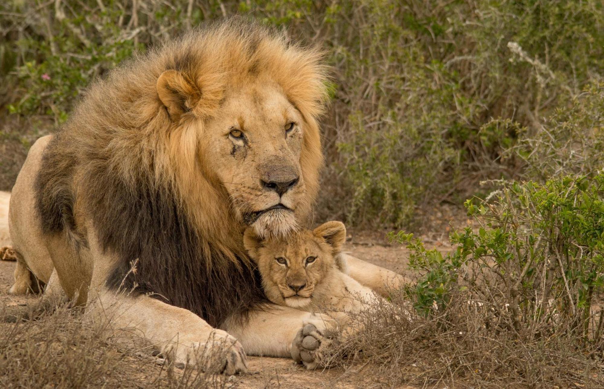 Kwandwe Private Game Reserve - Great Fish River Lodge غراهامستاون المظهر الخارجي الصورة