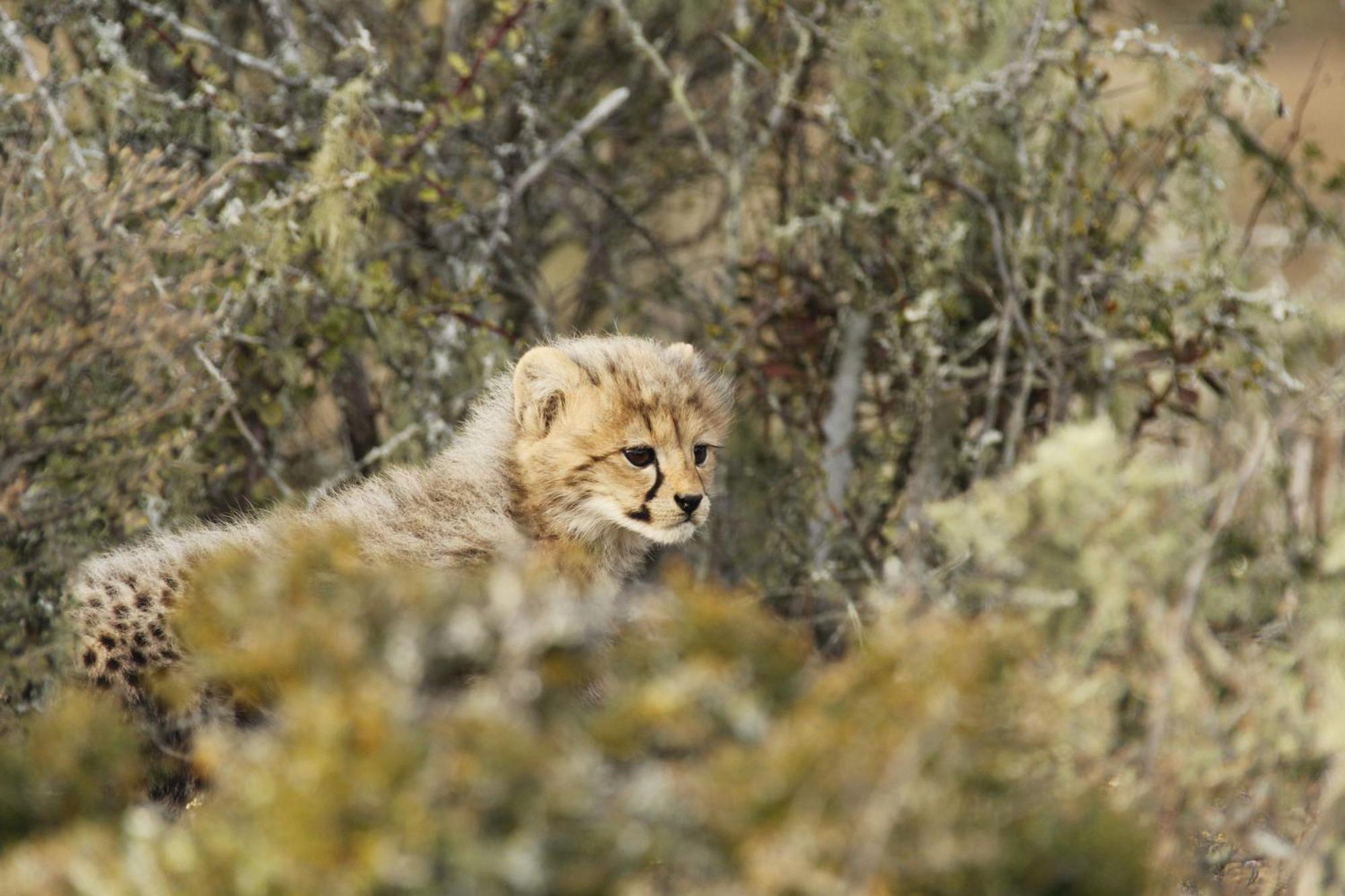 Kwandwe Private Game Reserve - Great Fish River Lodge غراهامستاون المظهر الخارجي الصورة