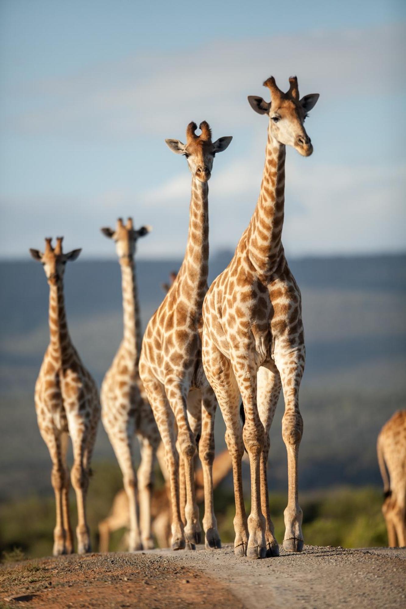 Kwandwe Private Game Reserve - Great Fish River Lodge غراهامستاون المظهر الخارجي الصورة