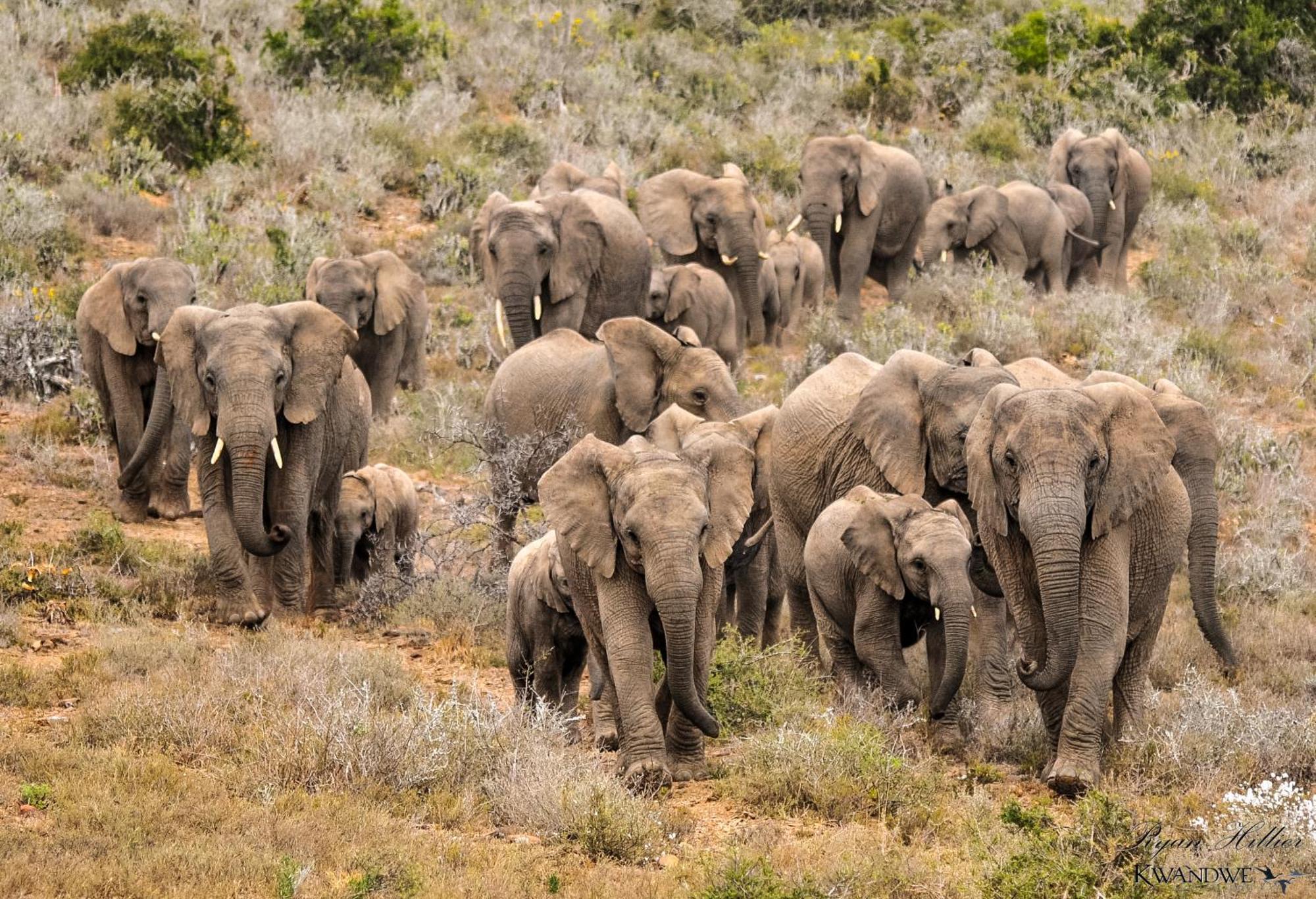 Kwandwe Private Game Reserve - Great Fish River Lodge غراهامستاون المظهر الخارجي الصورة