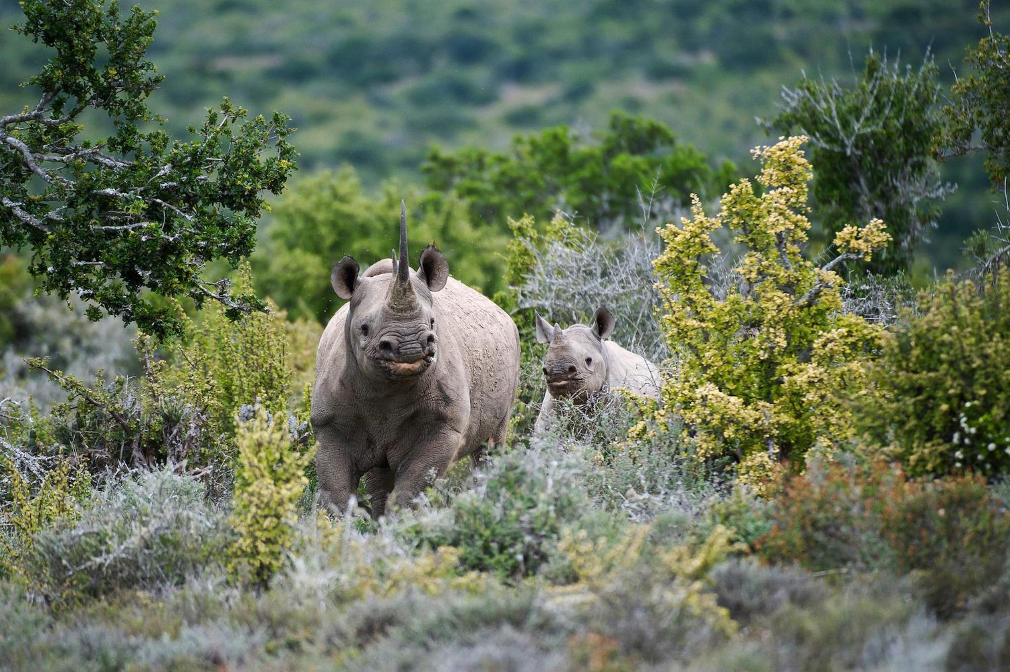 Kwandwe Private Game Reserve - Great Fish River Lodge غراهامستاون المظهر الخارجي الصورة