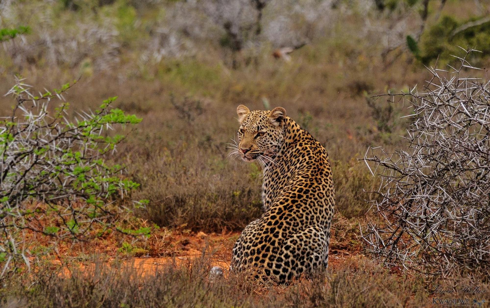 Kwandwe Private Game Reserve - Great Fish River Lodge غراهامستاون المظهر الخارجي الصورة