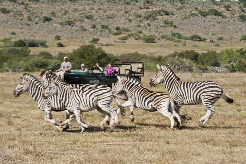 Kwandwe Private Game Reserve - Great Fish River Lodge غراهامستاون المظهر الخارجي الصورة